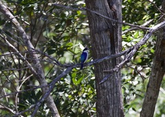 Todiramphus macleayii