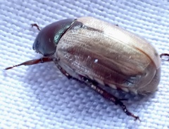 Rutelinae