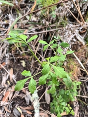 Allophylus decipiens