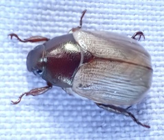 Rutelinae