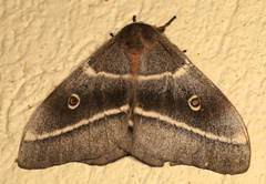 Gonimbrasia belina