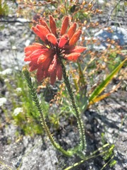 Erica cerinthoides cerinthoides
