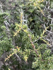 Condalia ericoides