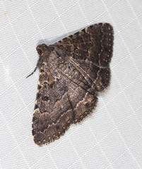 Diatenes aglossoides