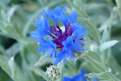 Centaurea