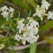 Pimelea linifolia caesia - Photo 由 Jiggy 所上傳的 (c) Jiggy，保留部份權利CC BY-NC