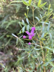 Boronia rivularis