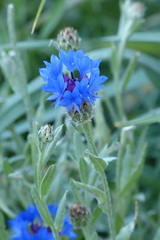 Centaurea