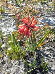 Erica cerinthoides cerinthoides