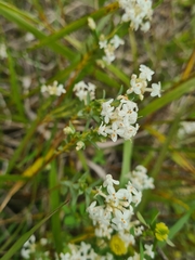 Pimelea linifolia caesia