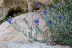 Centaurea
