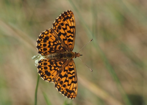 Weaver's Fritillary