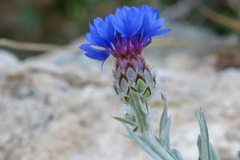 Centaurea