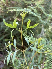 Boronia rivularis