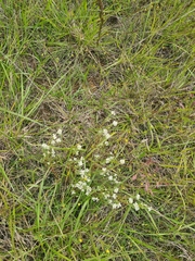 Pimelea linifolia caesia