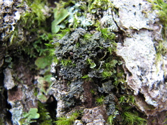 Fuscopannaria sorediata