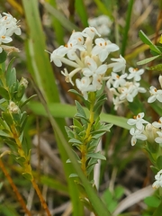 Pimelea linifolia caesia