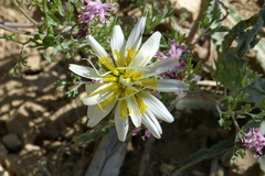 Asteraceae