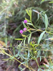 Boronia rivularis