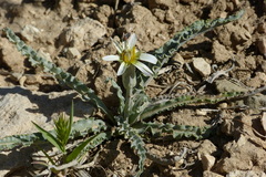 Asteraceae