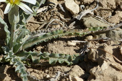 Asteraceae