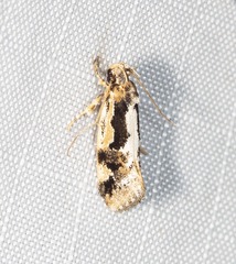 Machetis diamochla