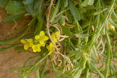 Dielsiocharis kotschyi