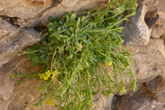 Dielsiocharis kotschyi