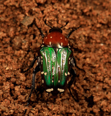 Leucocelis