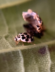 Psyllobora vigintimaculata