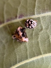 Psyllobora vigintimaculata