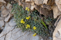 Dielsiocharis kotschyi