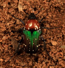 Leucocelis