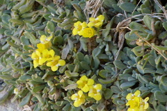 Dielsiocharis kotschyi