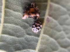 Psyllobora vigintimaculata