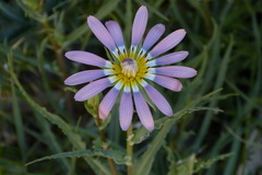 Asteraceae