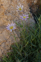 Asteraceae