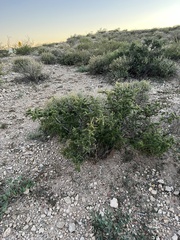 Condalia ericoides