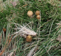 Psilocybe semilanceata