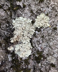 Flavoparmelia caperata