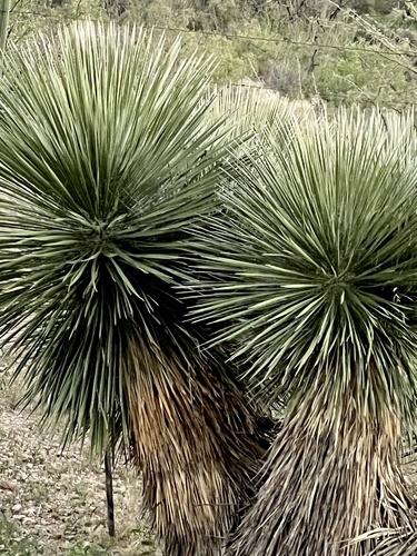 Yucca elata