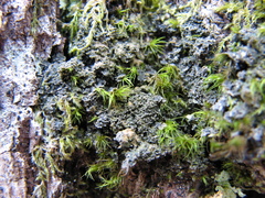 Fuscopannaria sorediata