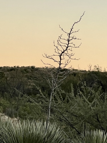 Yucca elata