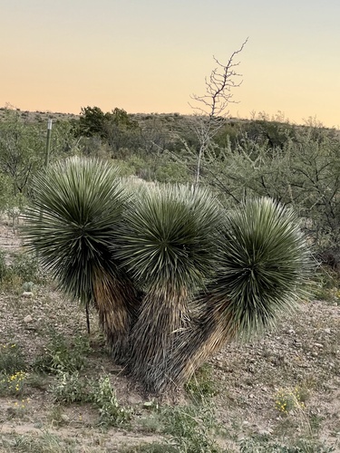 Yucca elata