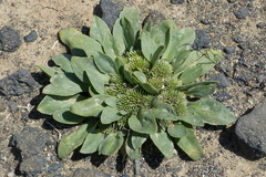 Gymnarrhena micrantha