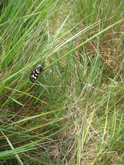 Phalaenoides tristifica