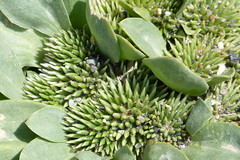 Gymnarrhena micrantha