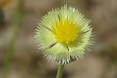 Carduoideae