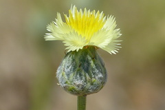 Carduoideae