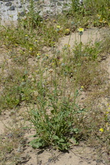 Carduoideae